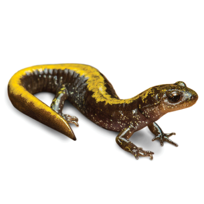 ACA Salamander Long-toed -