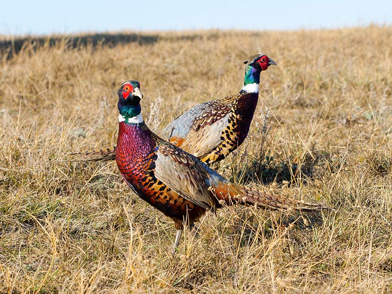 Provincial Pheasant Release Program ACA