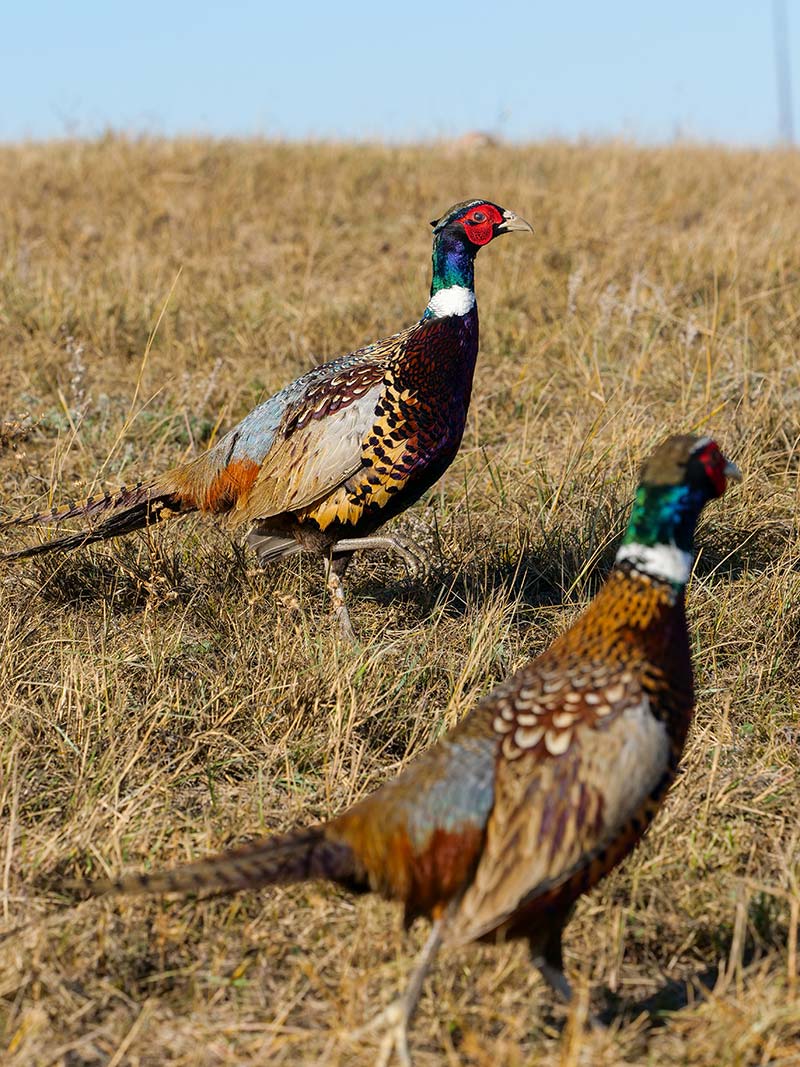 Provincial Pheasant Release Program ACA